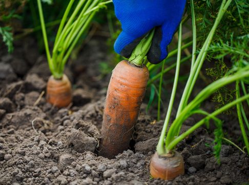 shutterstock_1702419130-1600