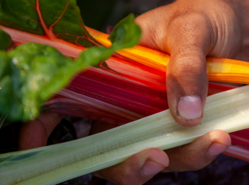 50_50-feature-module_486x362-rhubard-2