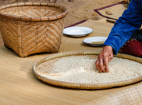 50_50-feature-module_486x362-sorting-rice