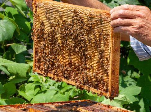 50_50_feature-modukle_480x360-honeybees