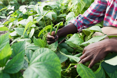 50_50_feature-module_green-hands