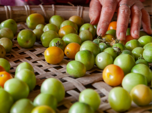 50_50_feature_480x360-green-tomatoes